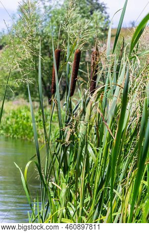 Typha Latifolia, Common Bulrush. Broadleaf Cattail, Blackamoor Flag. Mace Reed Water-torch