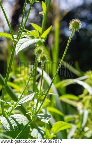 Dipsacus Pilosus, Small Teasel. Wild Plant Shot In Summer