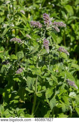 In The Wild Grows Mint Long-leaved Mentha Longifolia