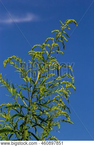Solidago Canadensis, Known As Canada Goldenrod Or Canadian Goldenrod, Is Herbaceous Perennial Plant