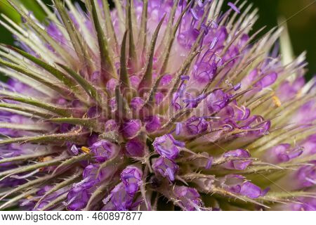 Flowers Of Wild Teasel In Autumn, Also Called Dipsacus Fullonum Or Wilde Karde, Selected Focus, Boke