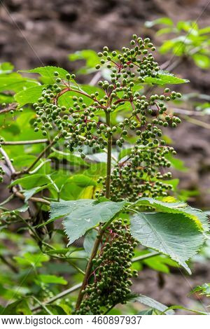 Growing Elderberry Unripe Fruits After Rain In The Garden