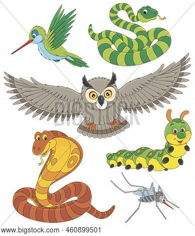 Vector Cartoon Set Of An Owl, Hummingbird, Leafworm, Snakes And Mosquito