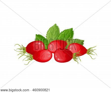 Rosehip. An Image Of A Rosehip With Green Leaves. Ripe Rosehip. Medicinal Plant. Vector Illustration
