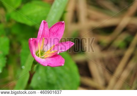 Zephyranthes Minuta Is A Plant Species Very Often Referred To As Zephyranthes Grandiflora