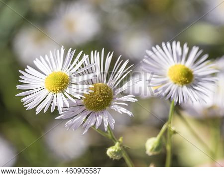 Close Up Of A White Color Erigeron Annuus, Annual Fleabane, Daisy Fleabane Flower Against A Bright N