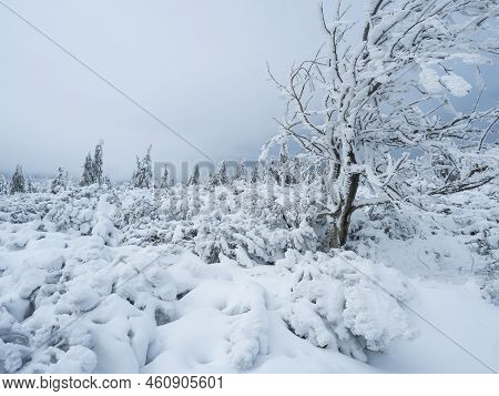 View Of Winter Landscape With Snowy Spruce Tree Forest With Snow Covered Conifers. Krkonose Mountain
