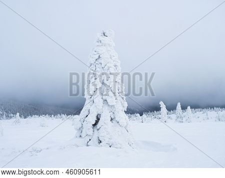 Heavy With Snow-covered Spruce Tree In Winter Landscape With Snowy Forest. Krkonose Mountains, Czech