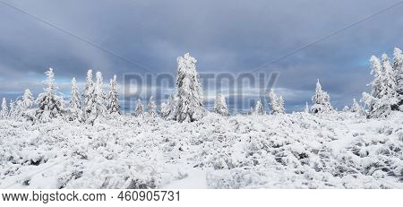 Panoramic View Of Winter Landscape With Snowy Spruce Tree Forest With Snow Covered Conifers. Krkonos