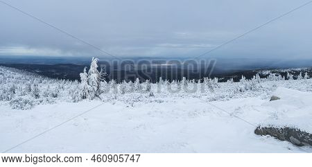 Panoramic View Of Winter Landscape With Fields Downhill Over Snowy Spruce Tree Forest With Snow Cove
