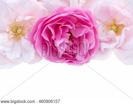 One Bright Pink And Two Pale Pink Roses With Light Shadow Isolated Transparent Png