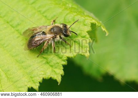Closeup On A Female Mellow Miner Bee, Andrena Mitis , Sitting On A Green Leaf In The Shrubs