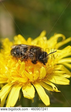 Closeup On A Dark Hairy Female Of The Earyl Cellophane Bee, Colletes Cunicularius , Drinking Nectar 