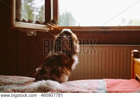 Rearview Of Cute Curly Brown And White Dog Cavalier King Charles Coker Spaniel Sitting And Looking O