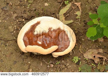 Ganoderma Applanatum Fungus Known As The Artist`s Bracket Or Bear Bread