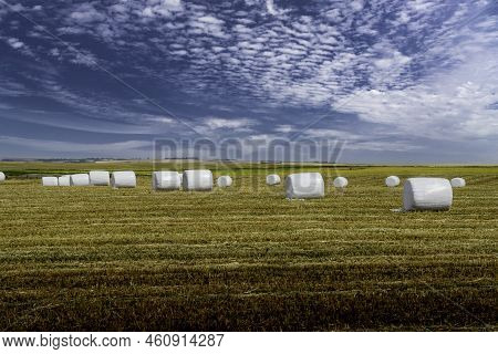 Hay Rolls Wrapped In Plastic For Livestock Feed Producing Haylage And Fermentation On The Canadian P