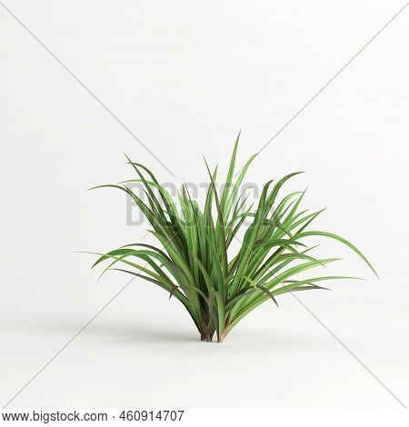 3d Illustration Of Set Dianella Tasmanica Bush Isolated On White Background