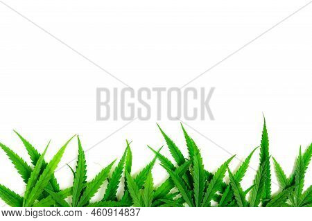 Cannabis Leaves Isolated On White Background,the Leaves Of The Cannabis Plant Are Rich In Antioxidan