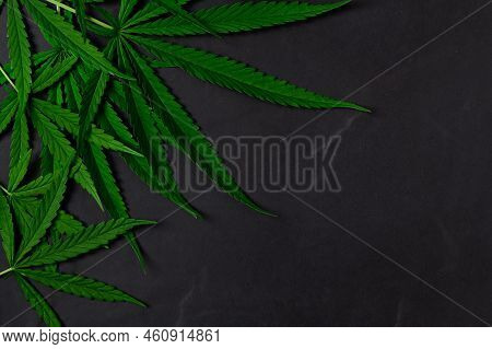 Cannabis Leaves On Black Stone Background, The Leaves Of The Cannabis Plant Are Rich In Antioxidants
