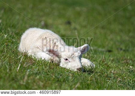 Sheep Farming On The North Frisian Island Pellworm, Green Workers On The Dyke, Germany