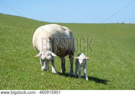Sheep Farming On The North Frisian Island Pellworm, Green Workers On The Dyke, Germany