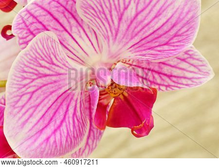 Phalaenopsis Flower (latin. Phalaenopsis) Or Orchid (latin. Orchidaceae) Of White-purple Color