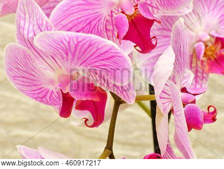 Phalaenopsis Flower (latin. Phalaenopsis) Or Orchid (latin. Orchidaceae) Of White-purple Color