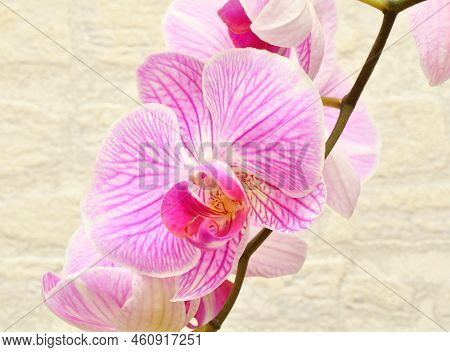Phalaenopsis Flower (latin. Phalaenopsis) Or Orchid (latin. Orchidaceae) Of White-purple Color