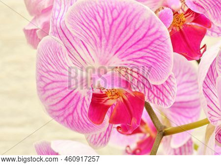 Phalaenopsis Flower (latin. Phalaenopsis) Or Orchid (latin. Orchidaceae) Of White-purple Color