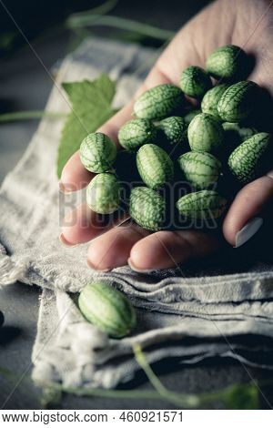 Cucamelon, Melothria Scabra In A Hand Organic Mouse Melon Fruits On Gray Background