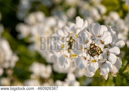 Evergreen Candytuft (iberis Sempervirens) Flowers