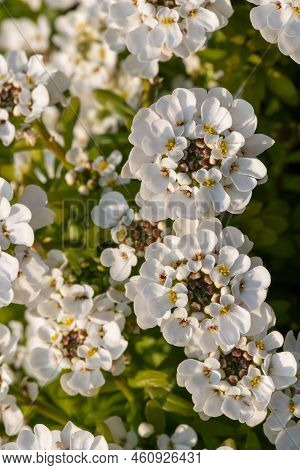 Evergreen Candytuft (iberis Sempervirens) Flowers