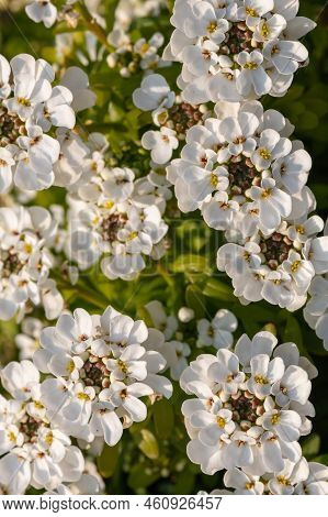 Evergreen Candytuft (iberis Sempervirens) Flowers