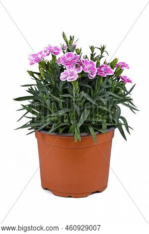 Pink Dianthus Flowers In Pot On White Background
