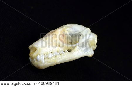 Bat Skull Isolated On Black. Skull Of Rousettus Leschenaulti In Profile Closeup. Horror. Halloween. 