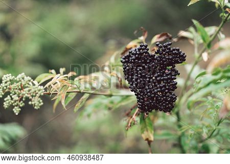 Clusters Fruit Black Elderberry In Garden. Sambucus . Common Names: Elder, Black Elder, European Eld