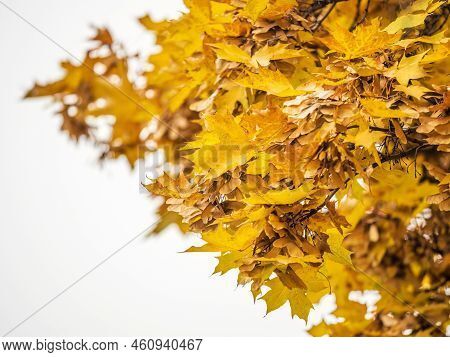 Maple Branches With Yellow Leaves And Seeds In Autumn, In The Light Of Sunset.