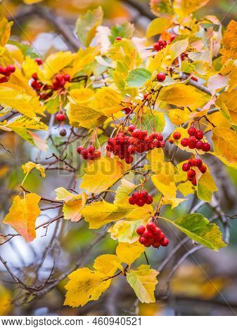 Autumn Hawthorn Branch With Red Berries And Yellow Green Leaves On A Blury Background. Autumn Leaf C