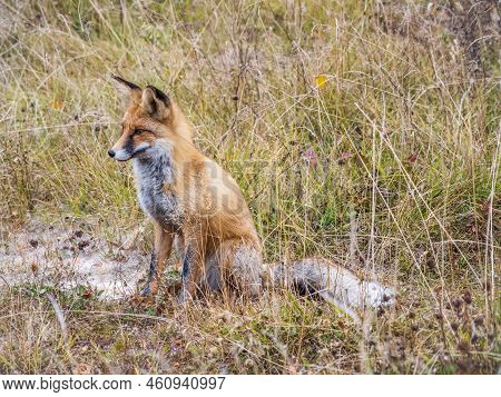Close Up Of A Red Fox Vulpes Vulpes, Sitting On A Path In The Forest.