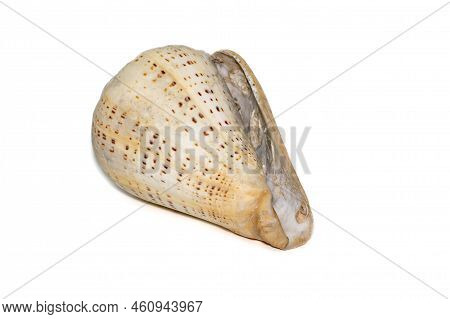 Conus Betulinus, Common Name The Betuline Cone, Is A Species Of Sea Snail, A Marine Gastropod Mollus