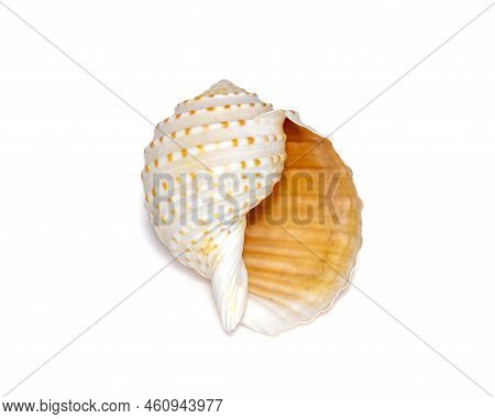 Image Of Seashells Tonna Tesselata On A White Background. Undersea Animals. Sea Shells.
