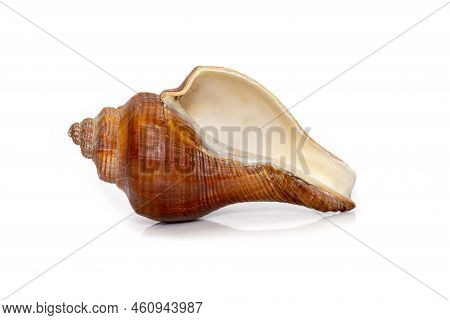 Image Of Pugilina Cochlidium (spiral Melongena) On A White Background. Red Sea Snail. Undersea Anima