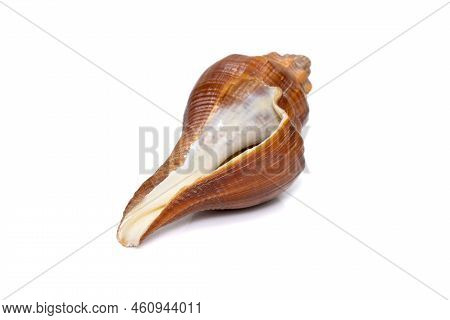 Image Of Pugilina Cochlidium (spiral Melongena) On A White Background. Red Sea Snail. Undersea Anima