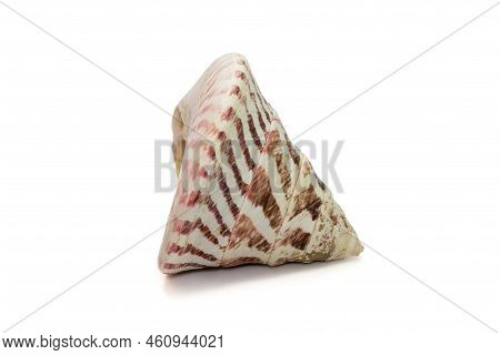 Image Of Rochia Nilotica, Common Name The Commercial Top Shell, Is A Species Of Sea Snail, A Marine 