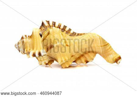 Image Of Lotoria Lotoria Sea Shells, Common Name The Black-spotted Snail Or Washing Bath Triton Isol