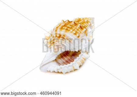 Image Of Bufonaria Rana Sea Shell Is A Species Of Sea Snail, A Marine Gastropod Mollusk In The Famil