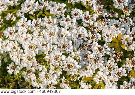 Evergreen Candytuft (iberis Sempervirens) Flowers