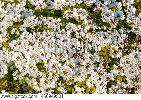Evergreen Candytuft (iberis Sempervirens) Flowers