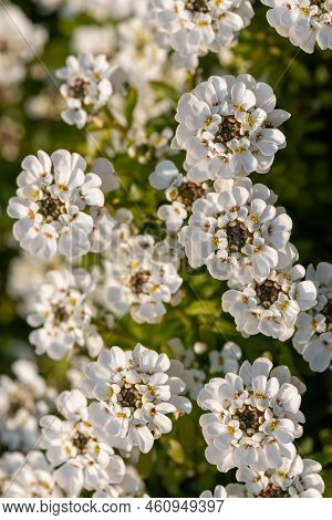 Evergreen Candytuft (iberis Sempervirens) Flowers