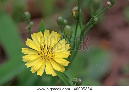 Ixeris 나무